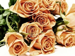 roses-gb2b8b7740_640