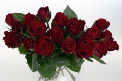 roses-1473687_640